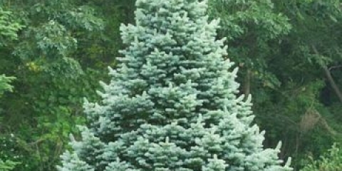 Jela subalpska kompakta